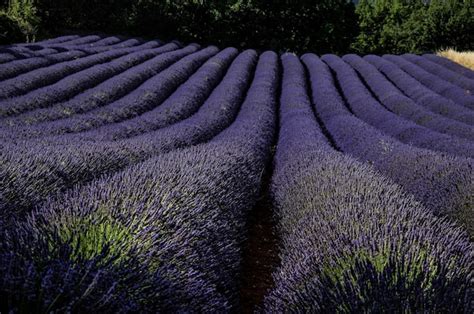   A Year in Provence: Garden Adventures Underneath the Sunny Sky